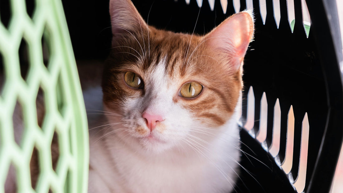 Cat in the carrier